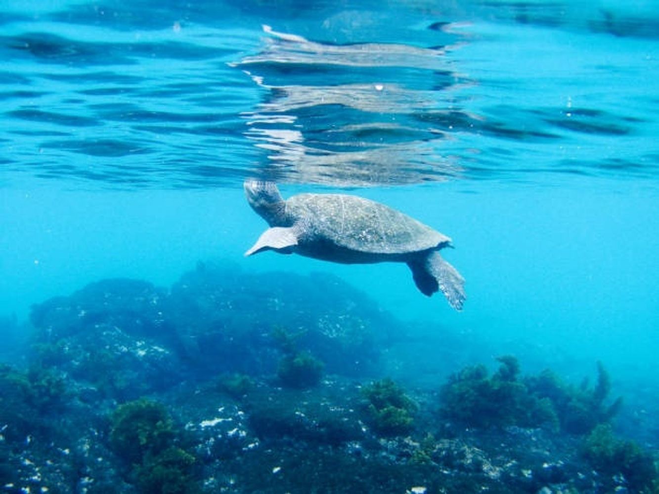 Galapagos - Santa Cruz Island + Santa Fe + Isabela 5d/4n