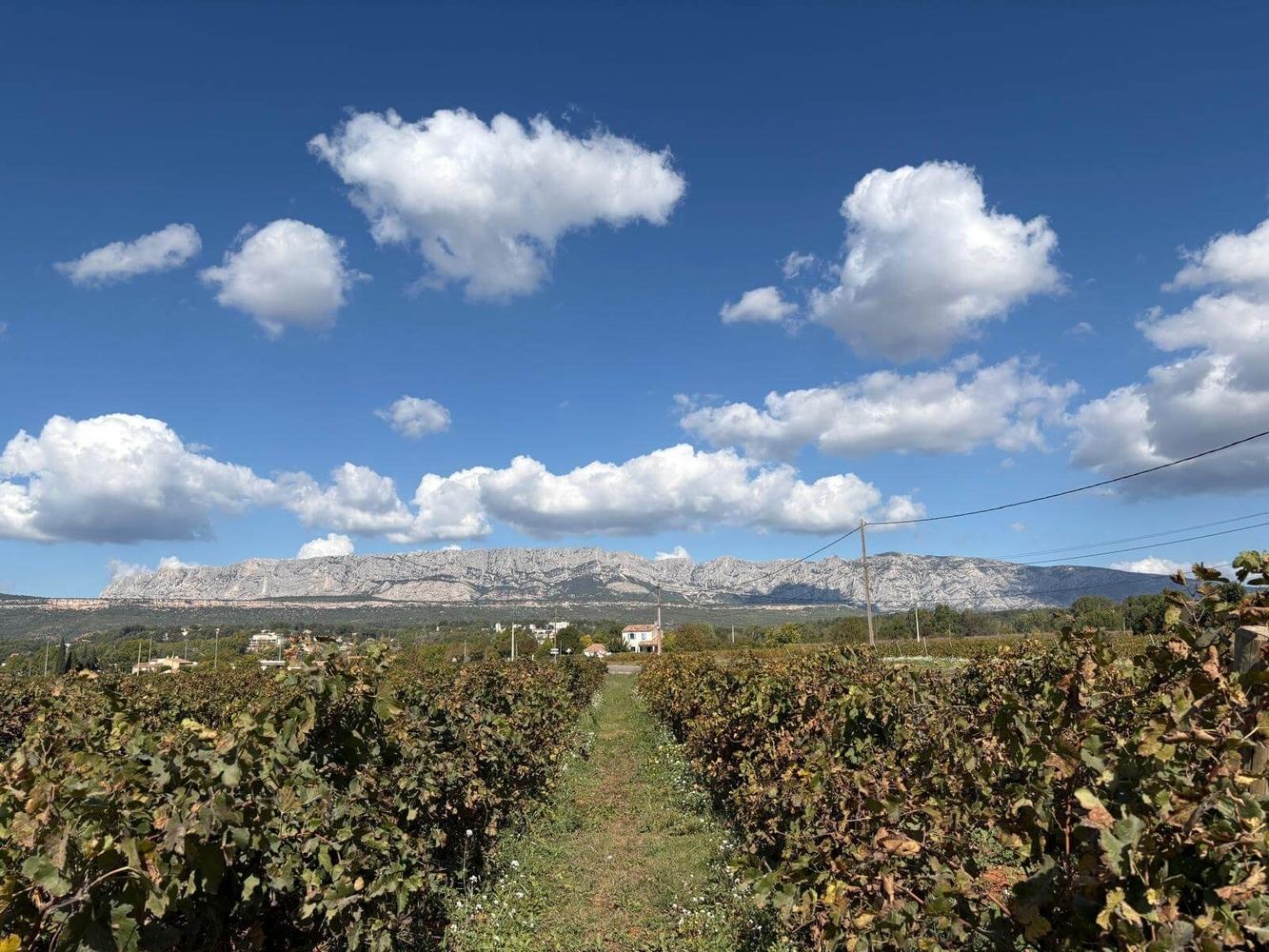 The Way of Rosé Wine
