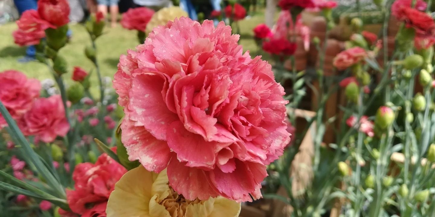 Gardens & Castles '27