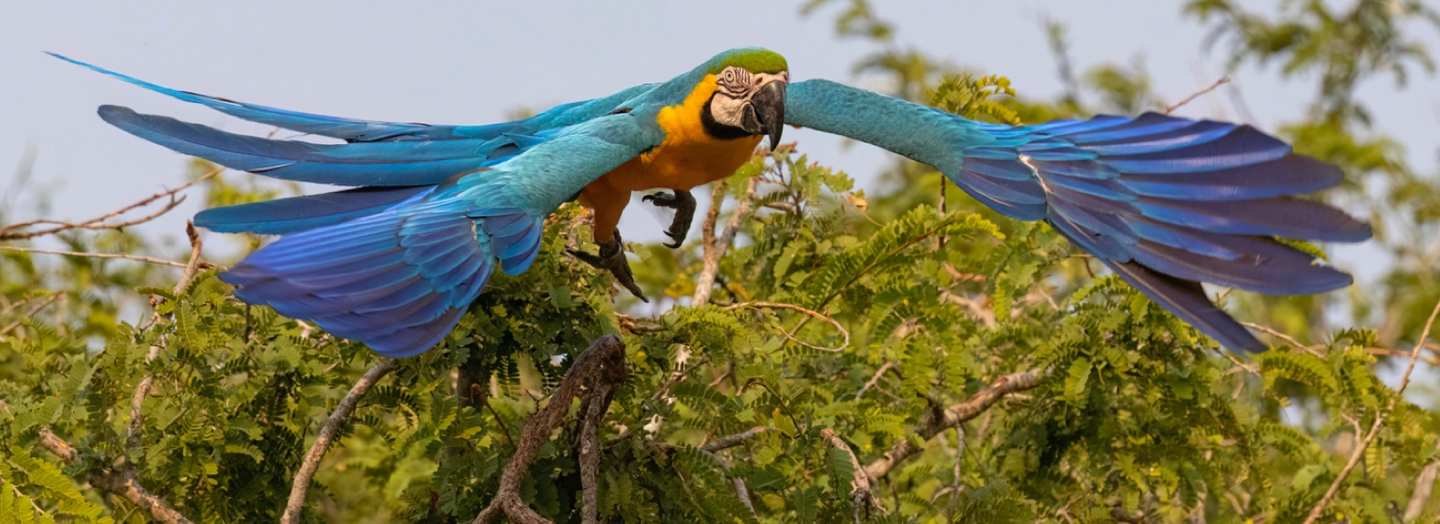 Safari Brazil: Birds & Wildlife of the Pantanal, July 2026
