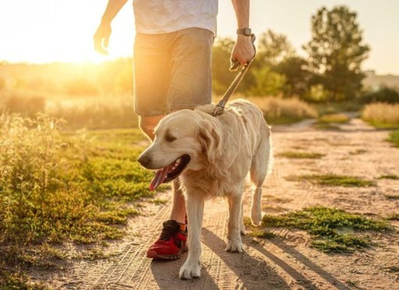 Age UK Cheshire 30k Dog Walk Month
