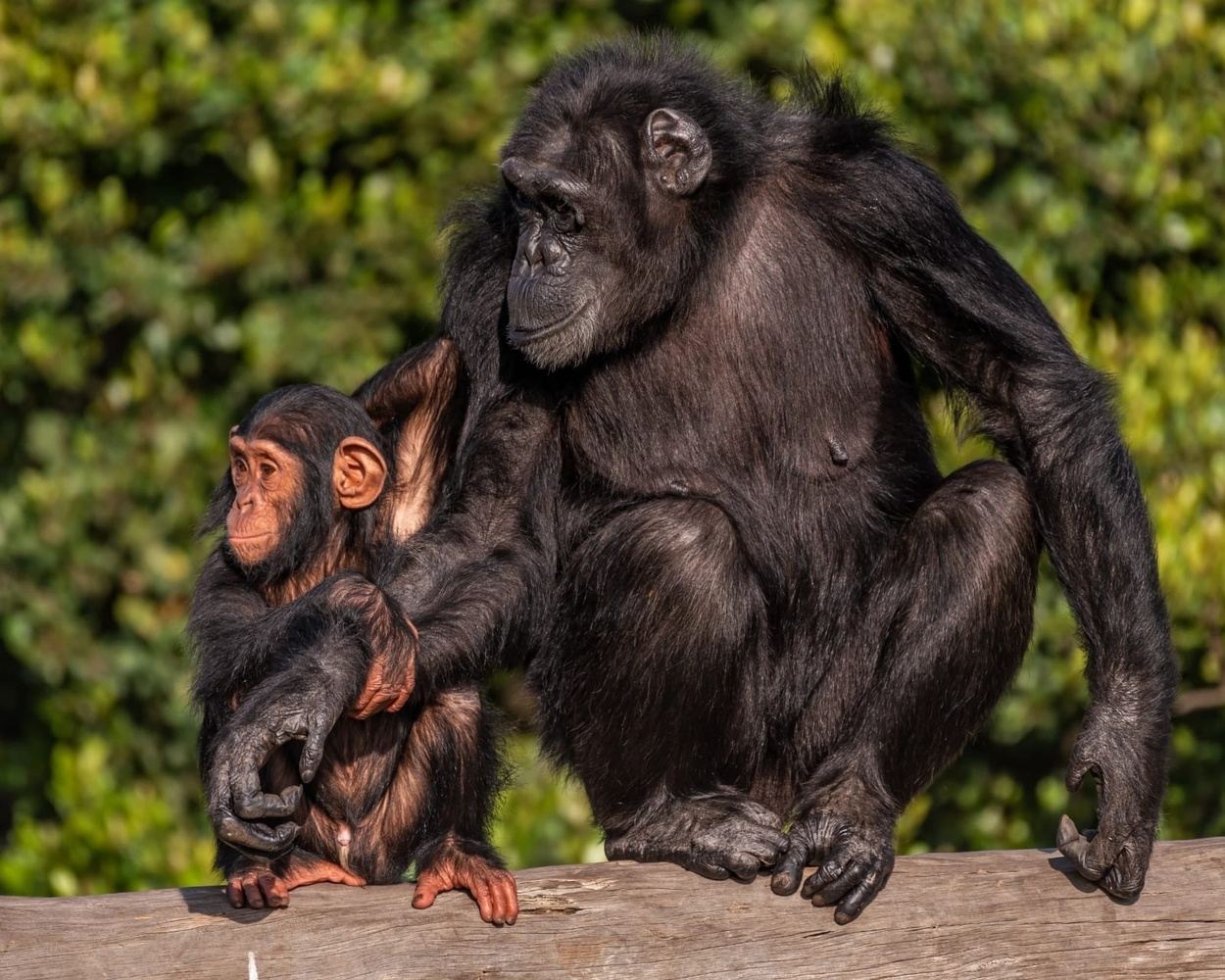 12 DAYS KENYA WILDLIFE, CONSERVATION & CULTURAL EXPERIENCE