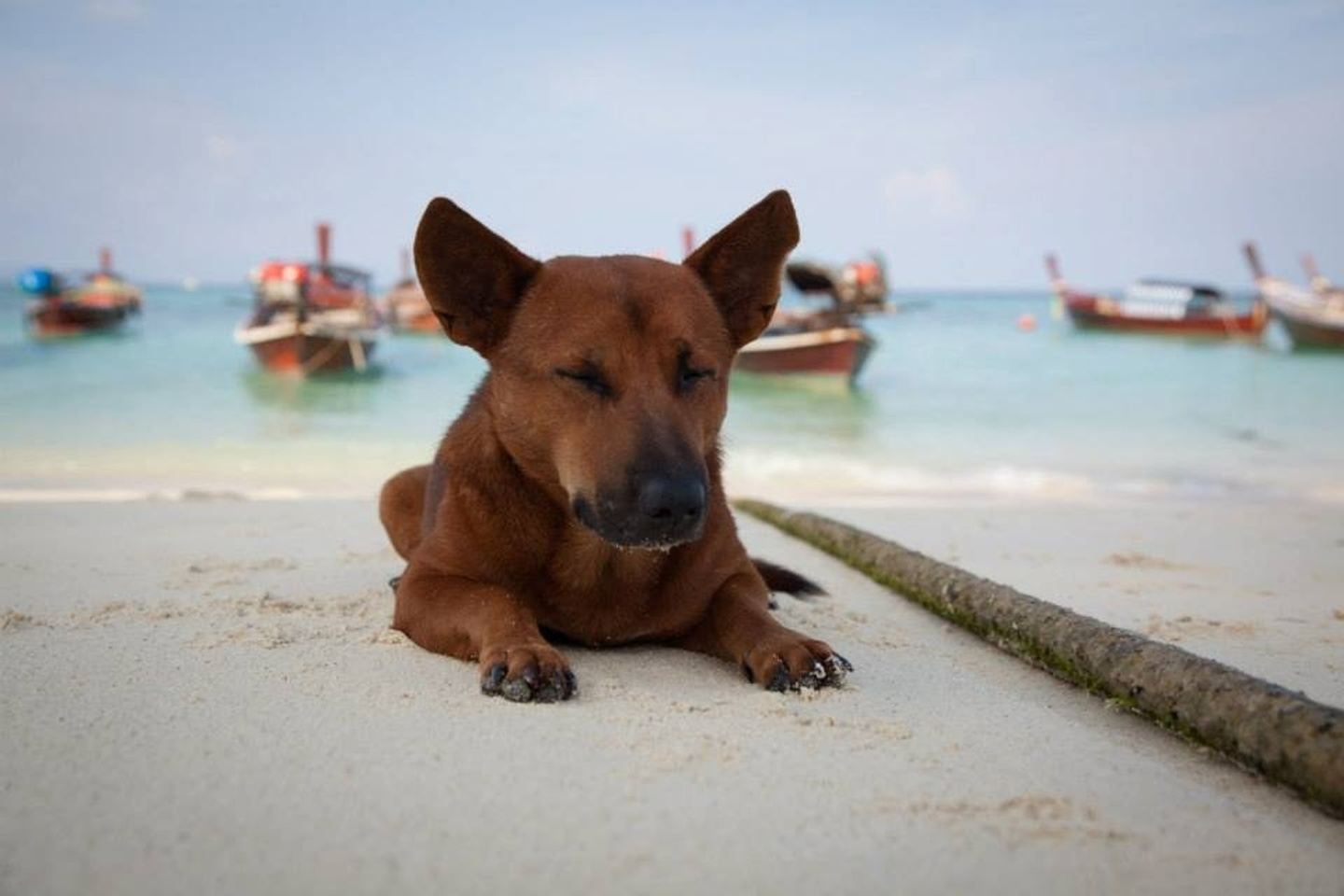 Thai Island Dog & Cat Shelter