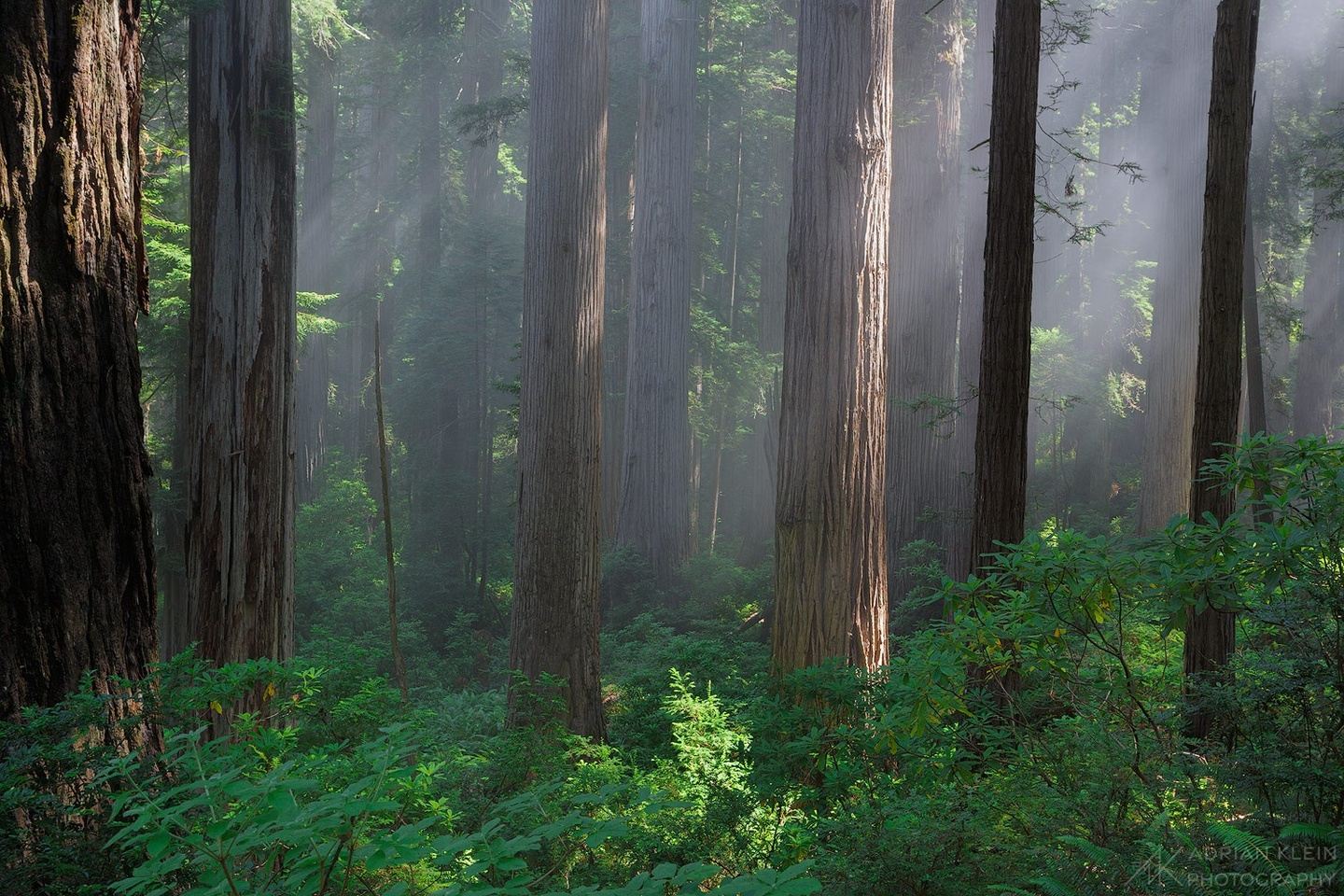Redwood Forest and Coast