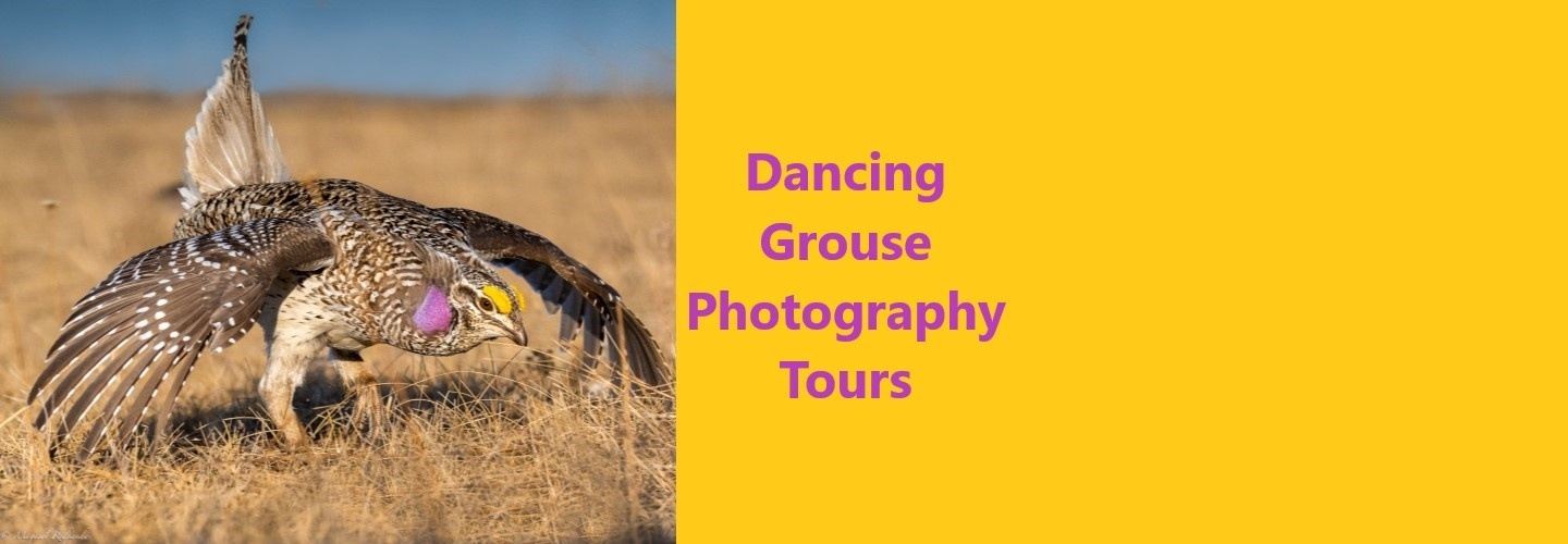 1-morning Dancing Grouse Roadside Viewing Tours - Saskatoon, Canada