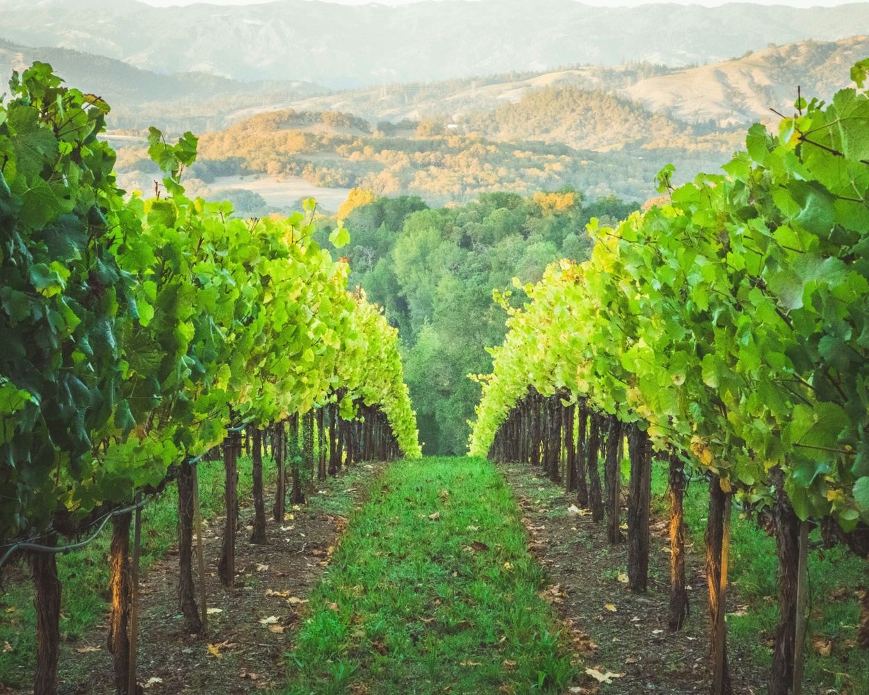 Unwind & Uncork: A Napa Luxe Affair