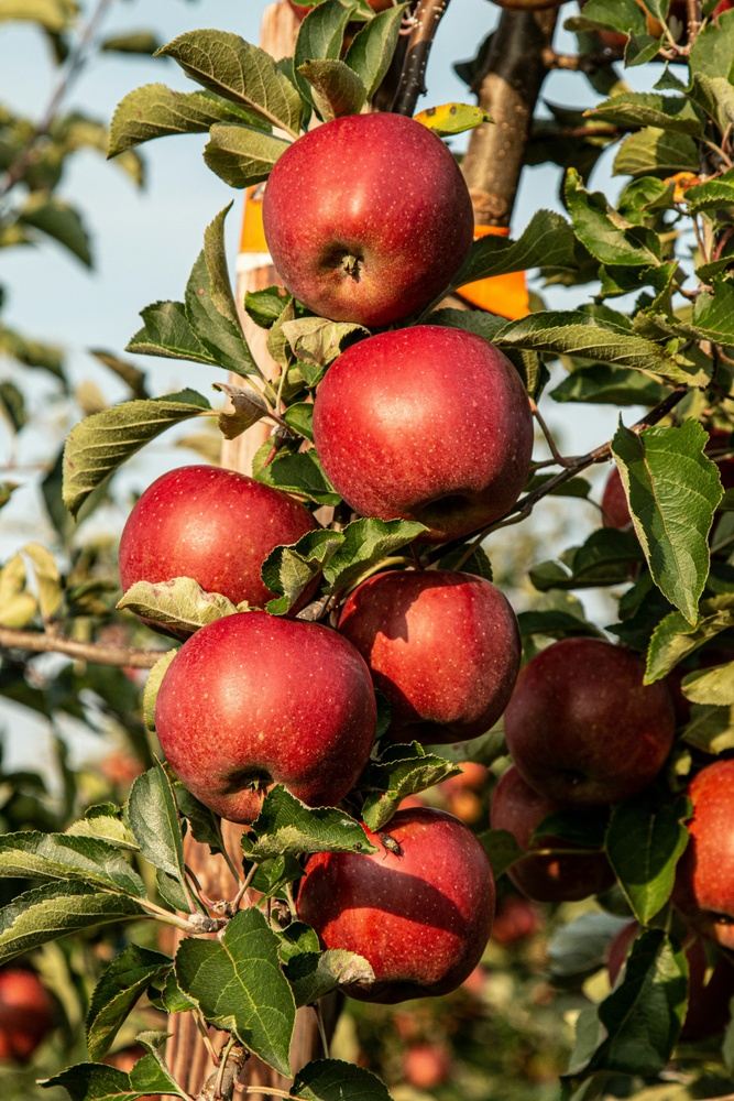 Apple Orchard Tour
