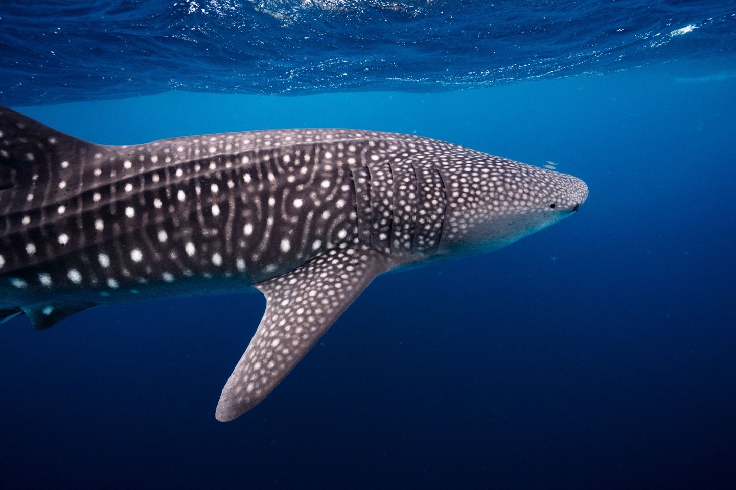 Ningaloo Reef Swim with Whale Sharks