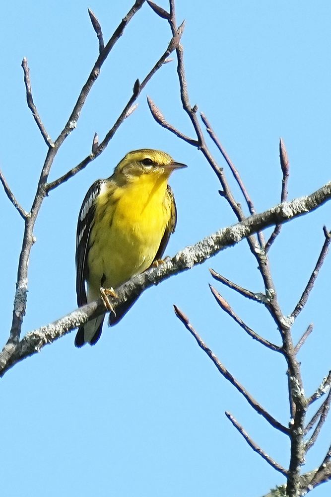 Fall Migration at Ridge Junction 9/22