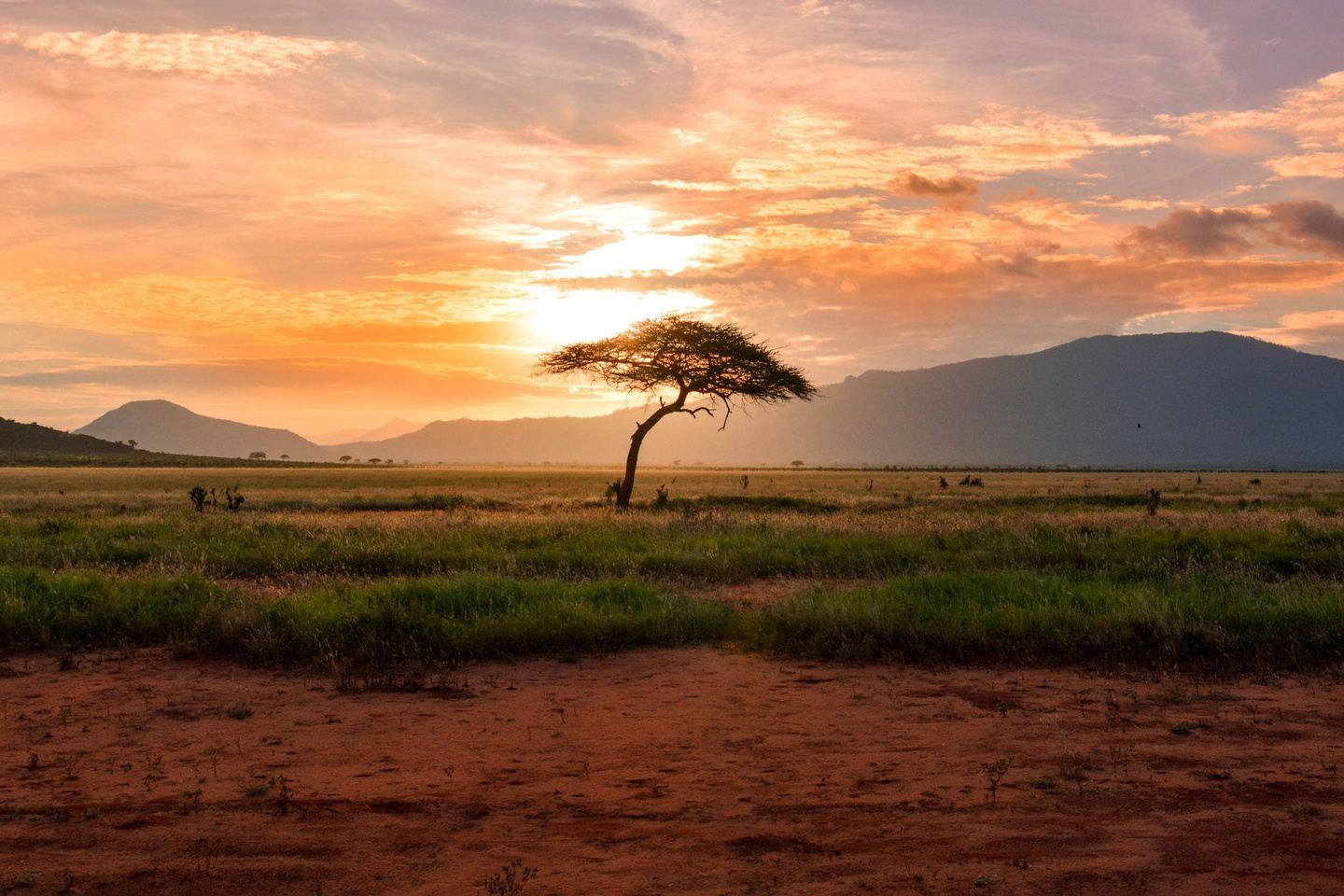 East Africa’s Golden Savannahs: A 14-Day Kenya & Tanzania Safari