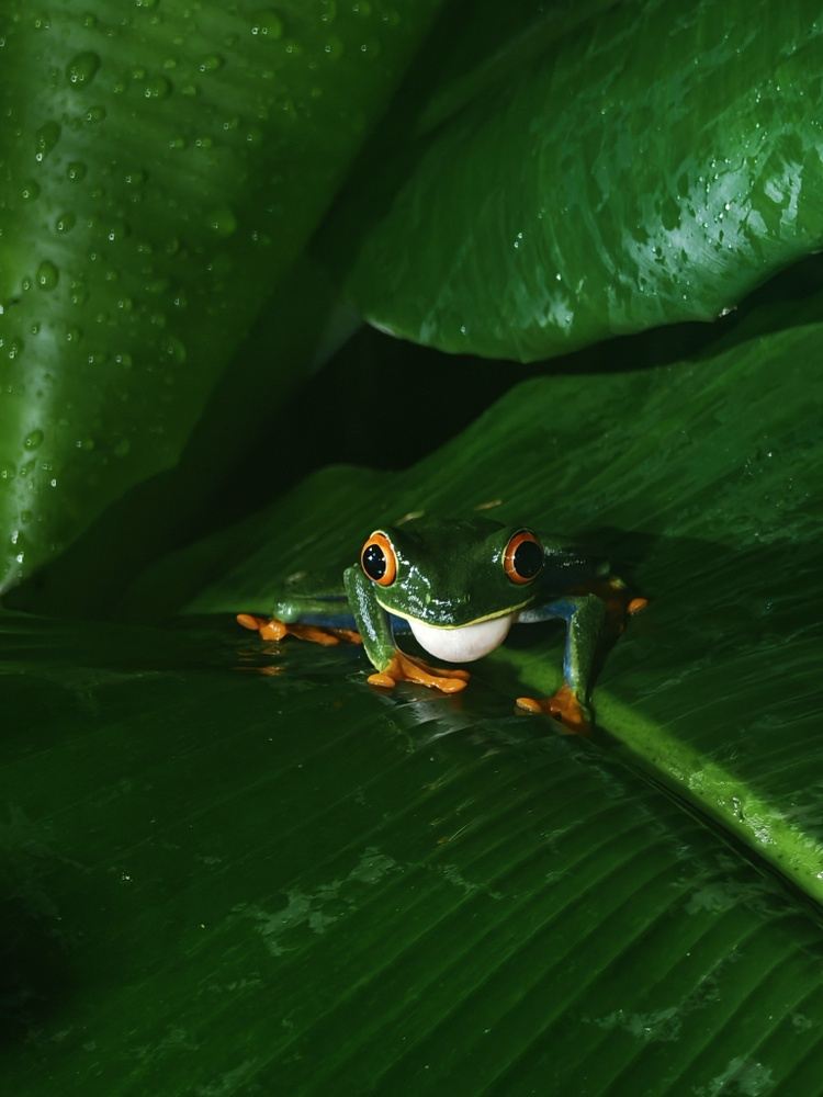 After Dark Rainforest Adventure — Signature Private Experience