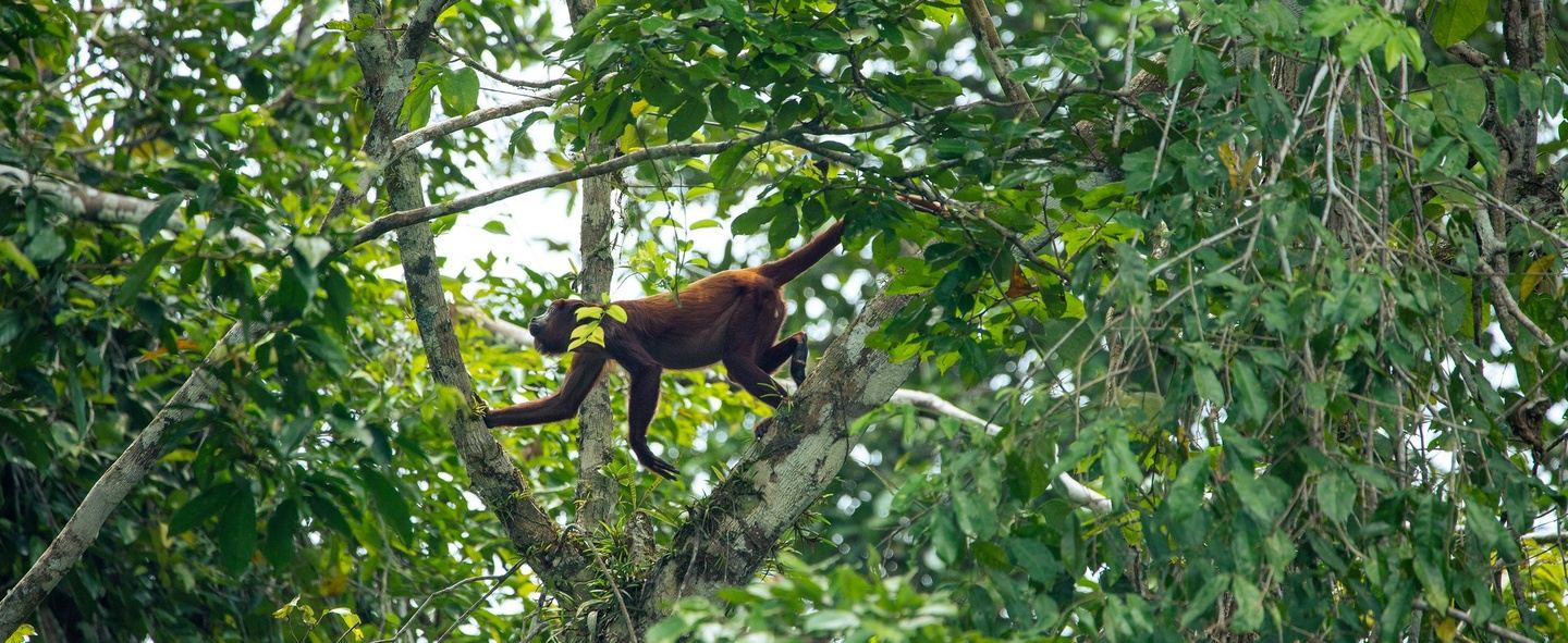 Yasuni - Shuar wildlife camp