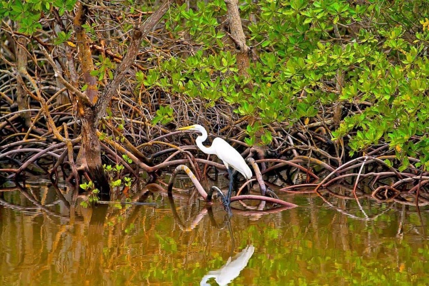 MANGROVE TOUR FROM DRAKE pagina