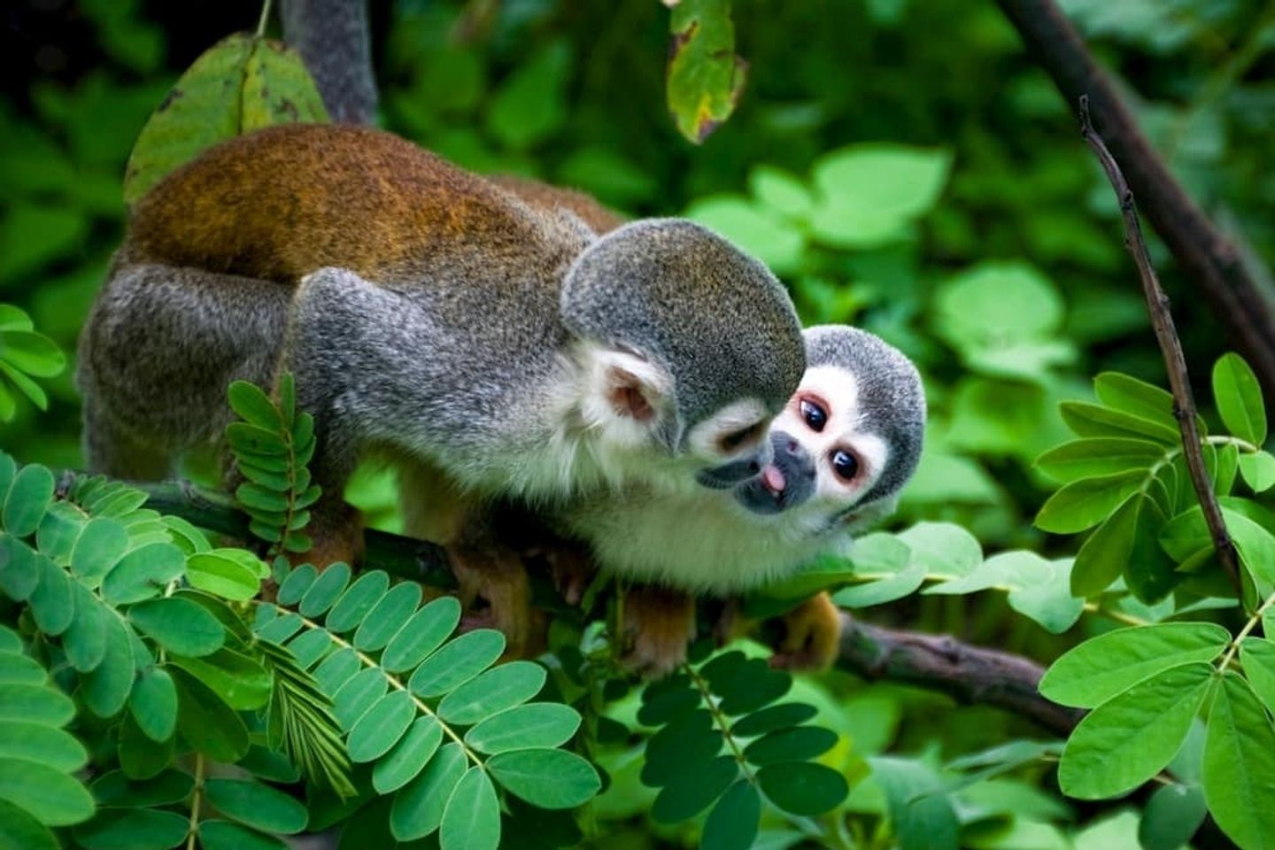 4 DAYS - CUYABENO AMAZON COMFORT TOUR - ENG