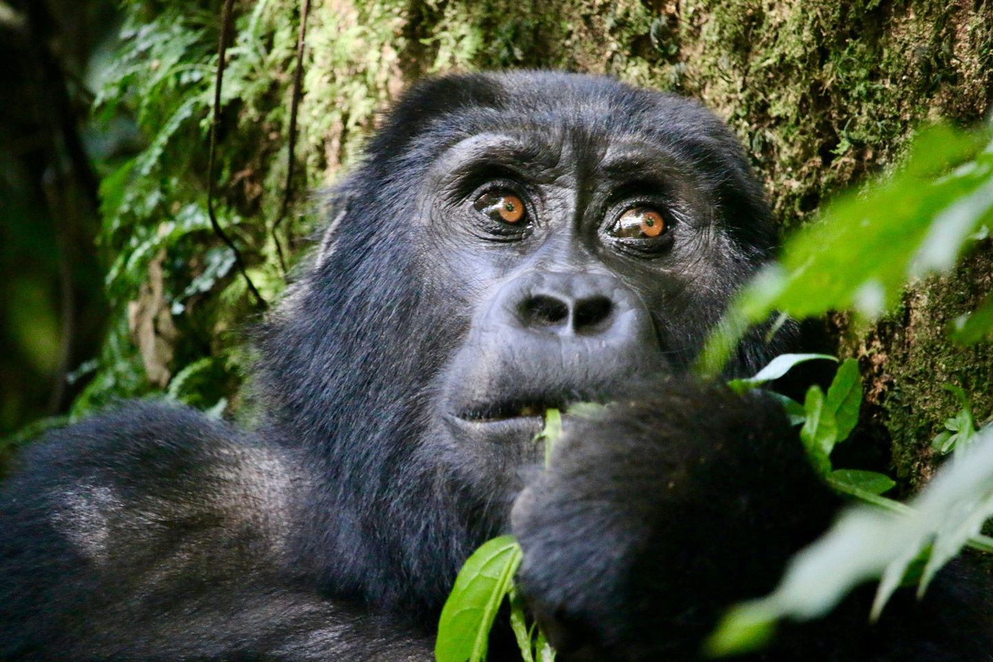 5 Day Primates and Wildlife Uganda Safari