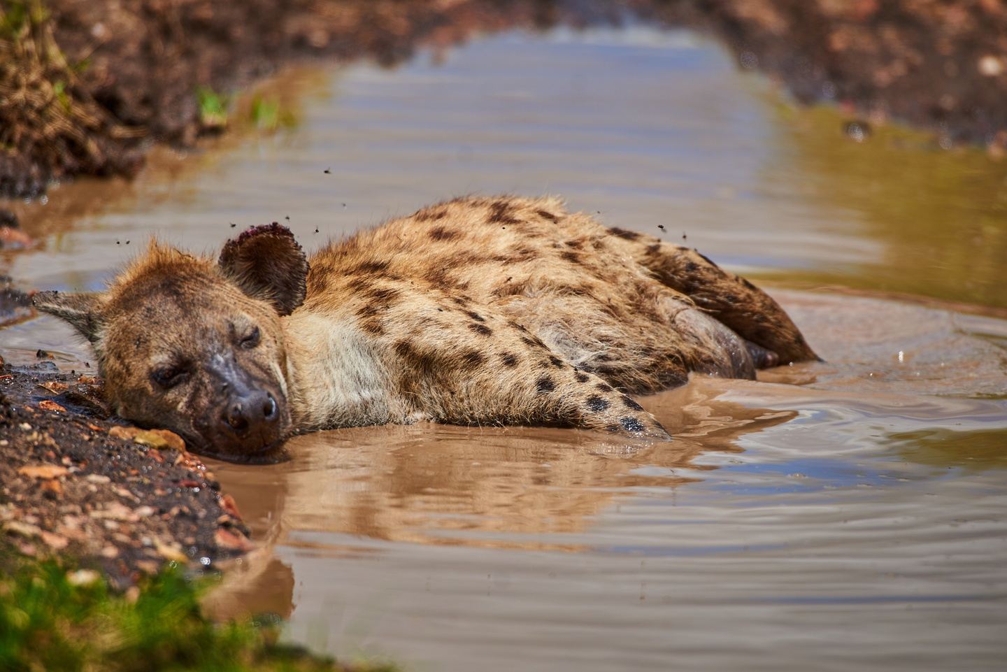 2-Day Tanzania Safari to Tarangire & Ngorongoro Crater