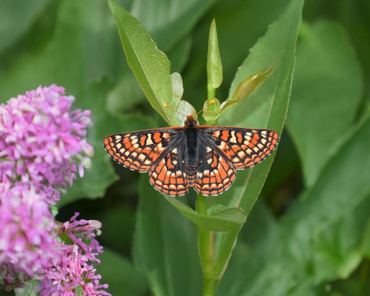 Butterflies of the Beartooth Mountains and Yellowstone National Park