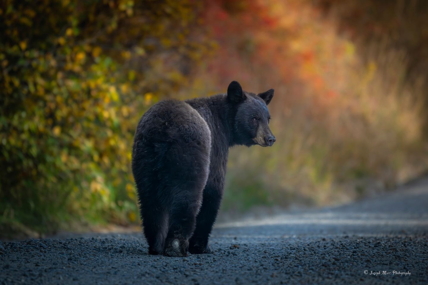 Grand Teton & Yellowstone Day/Half Day Private Safari Tours/Adventures