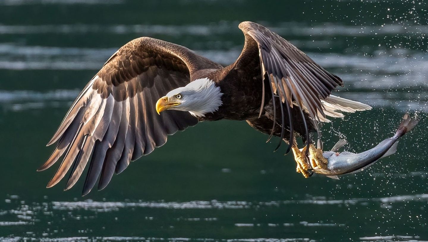 Tides & Talons :The Bald Eagle Spectacle of Discovery Islands