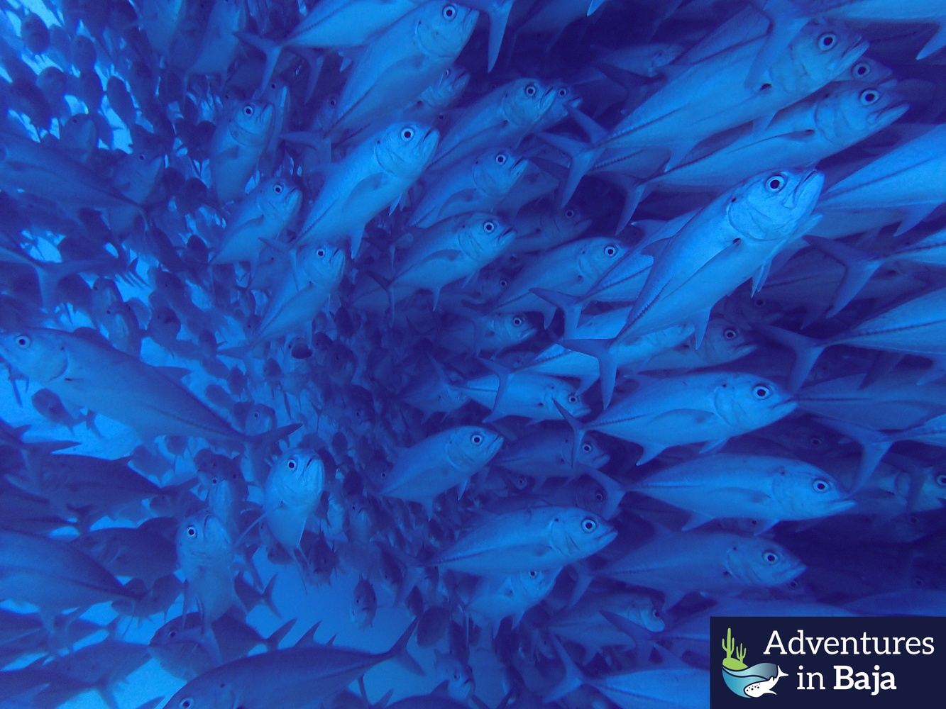 Cabo Pulmo Snorkeling Private Tour up to 8 people