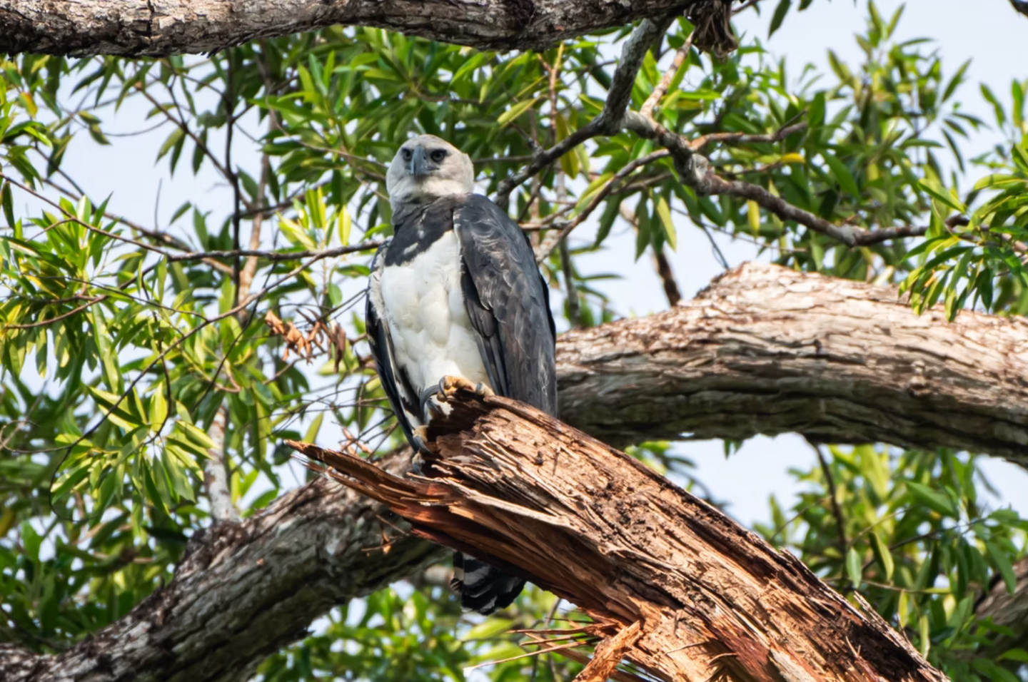 The Harpy Eagle Tour: The Majestic Eagle of Panama's Cloud Forest