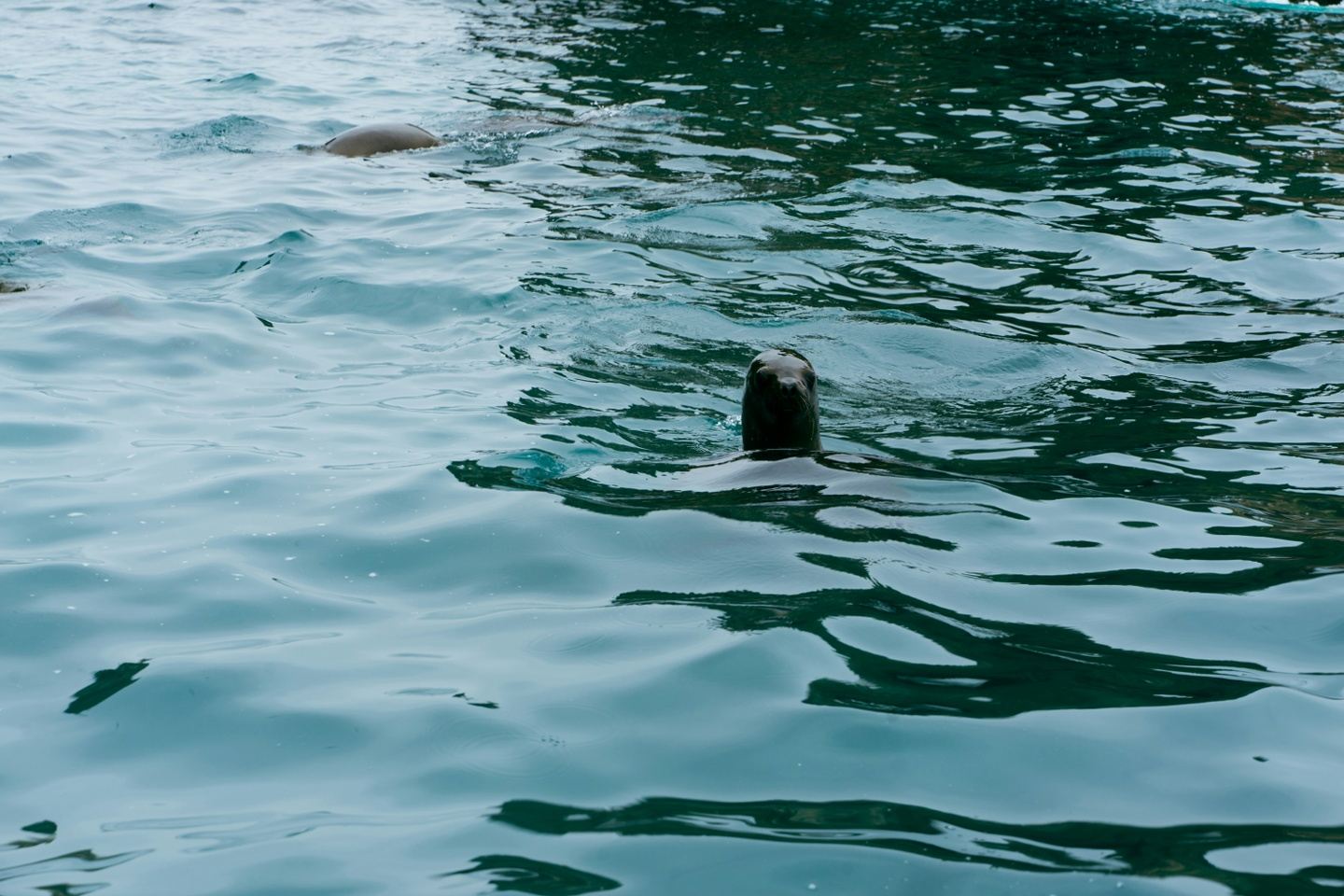 Tintoreras Snorkeling and Hiking Tour