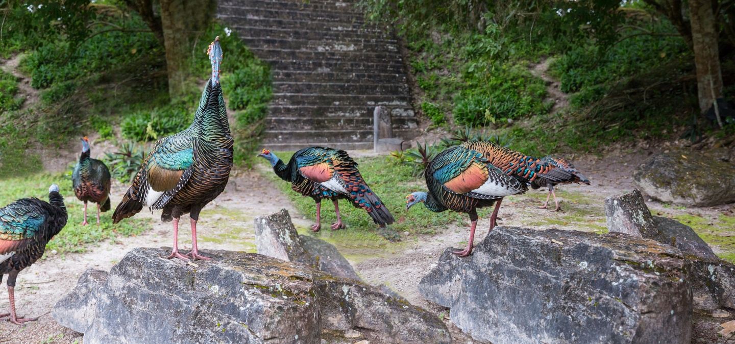 TOUR DE UN DÍA A TIKAL DESDE FLORES - photo 4