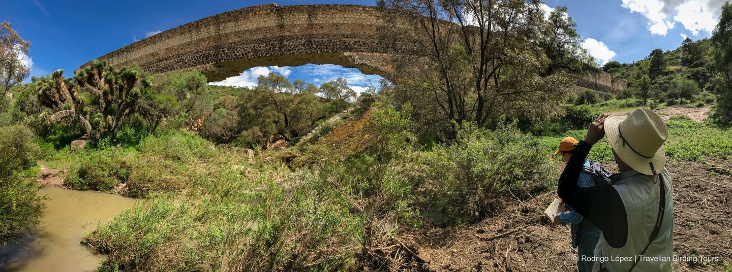Peña Alta | Birding in Natural Protected Areas of Guanajuato