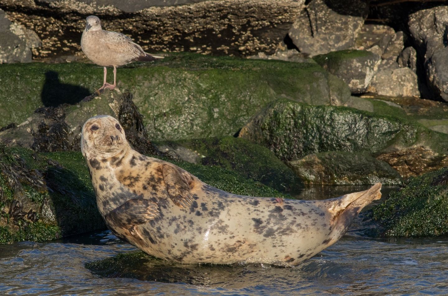 Delaware Pelagic: January 22