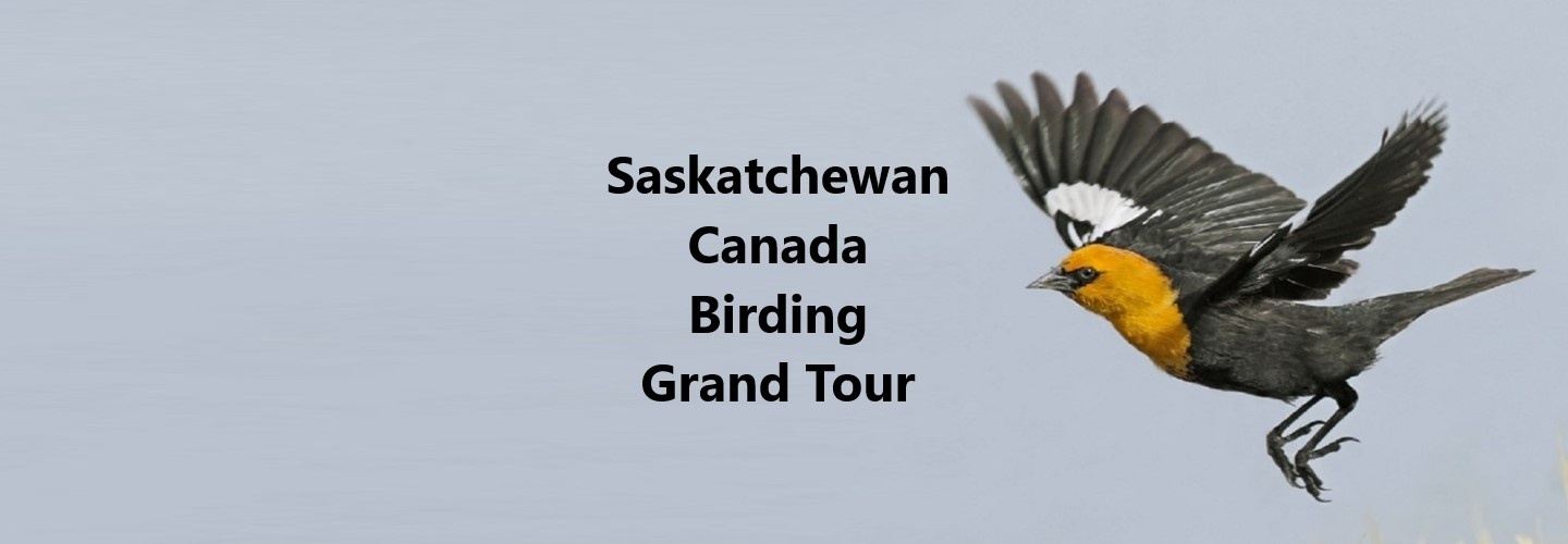 Canada – Saskatchewan Birding Grand Tour