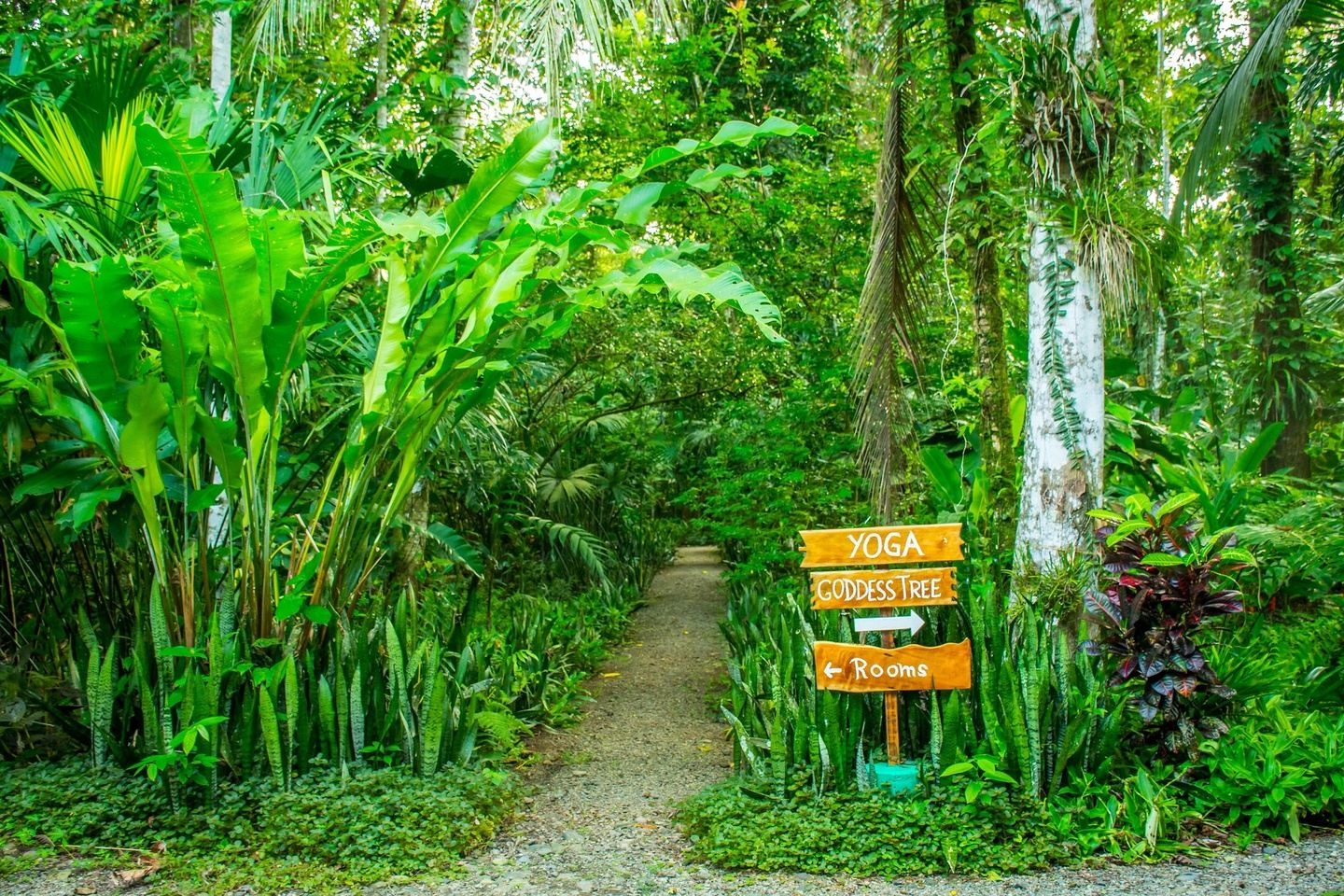 200hr Yoga and Meditation Teacher Training April 23-May 7, 2022