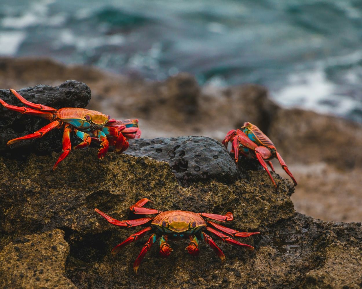 Best of Galapagos: Santa Cruz and Isabela Islands
