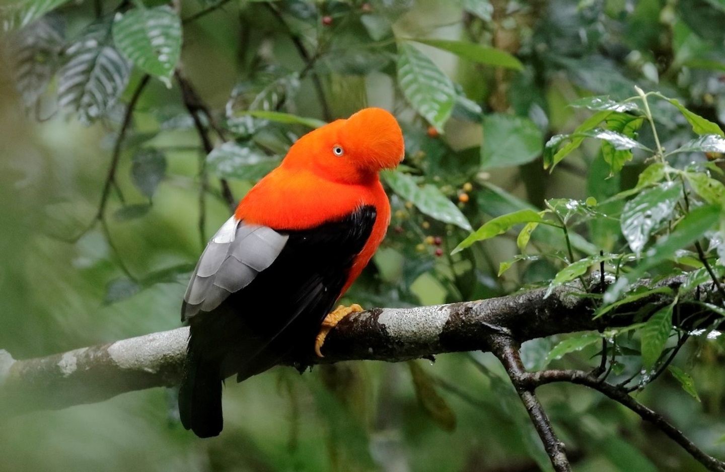 Andean Cock of the Rock in Mindo Cloud Forest