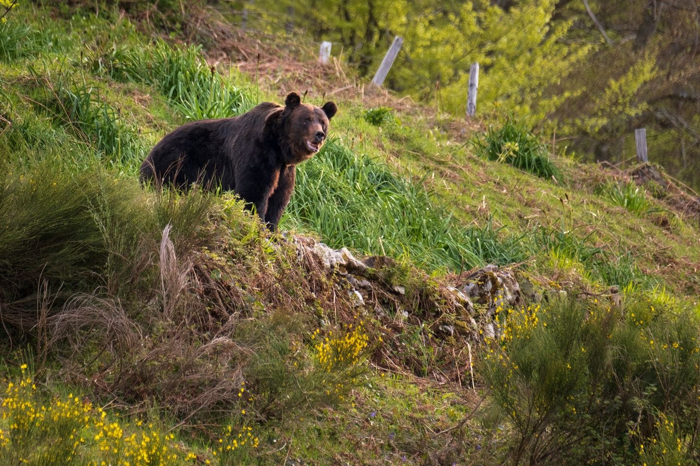 Bears & Waves