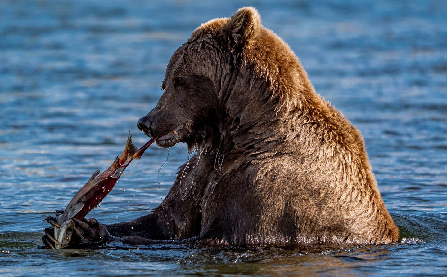 Katmai Bear Viewing Alaska Wilderness Adventure Lodge