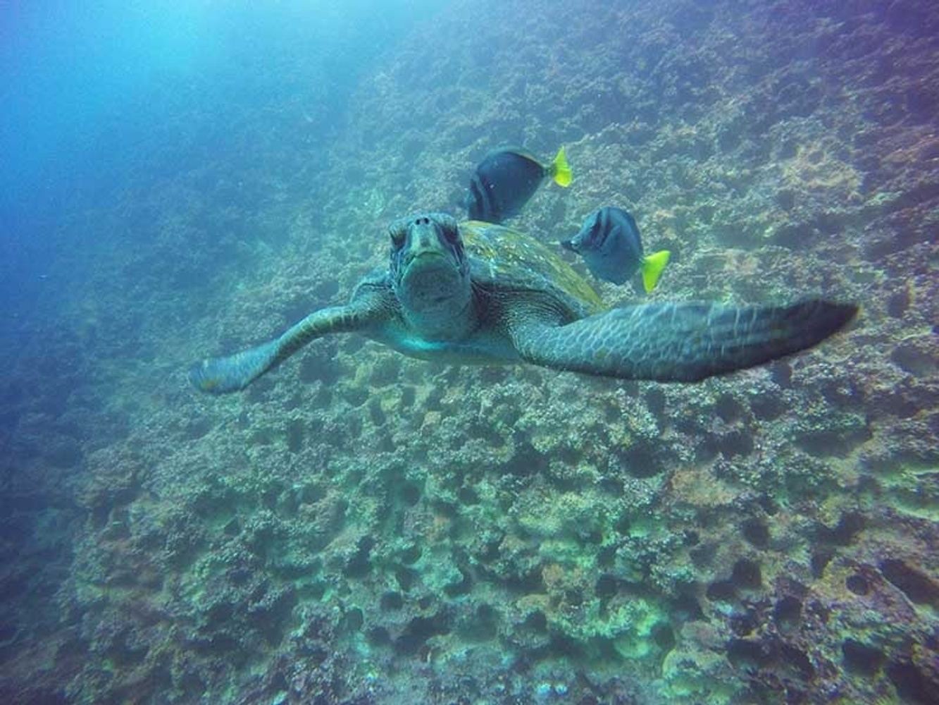 DIVING TOUR TO Mosquera & Daphne Minnor