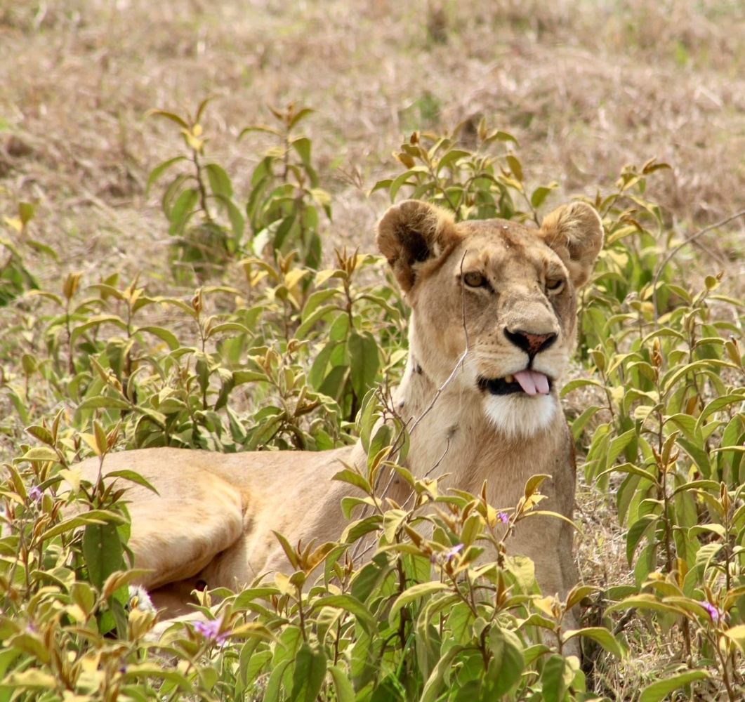 Tanzania Safari 2026