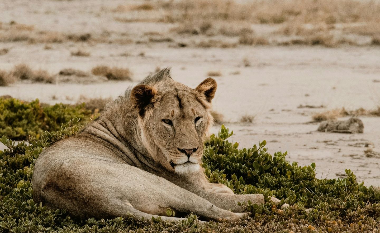 6 Days Kenya-Luxury Safari