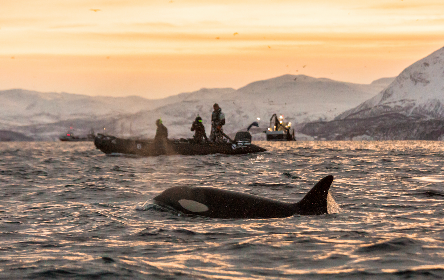 Swim with Orca's Norway