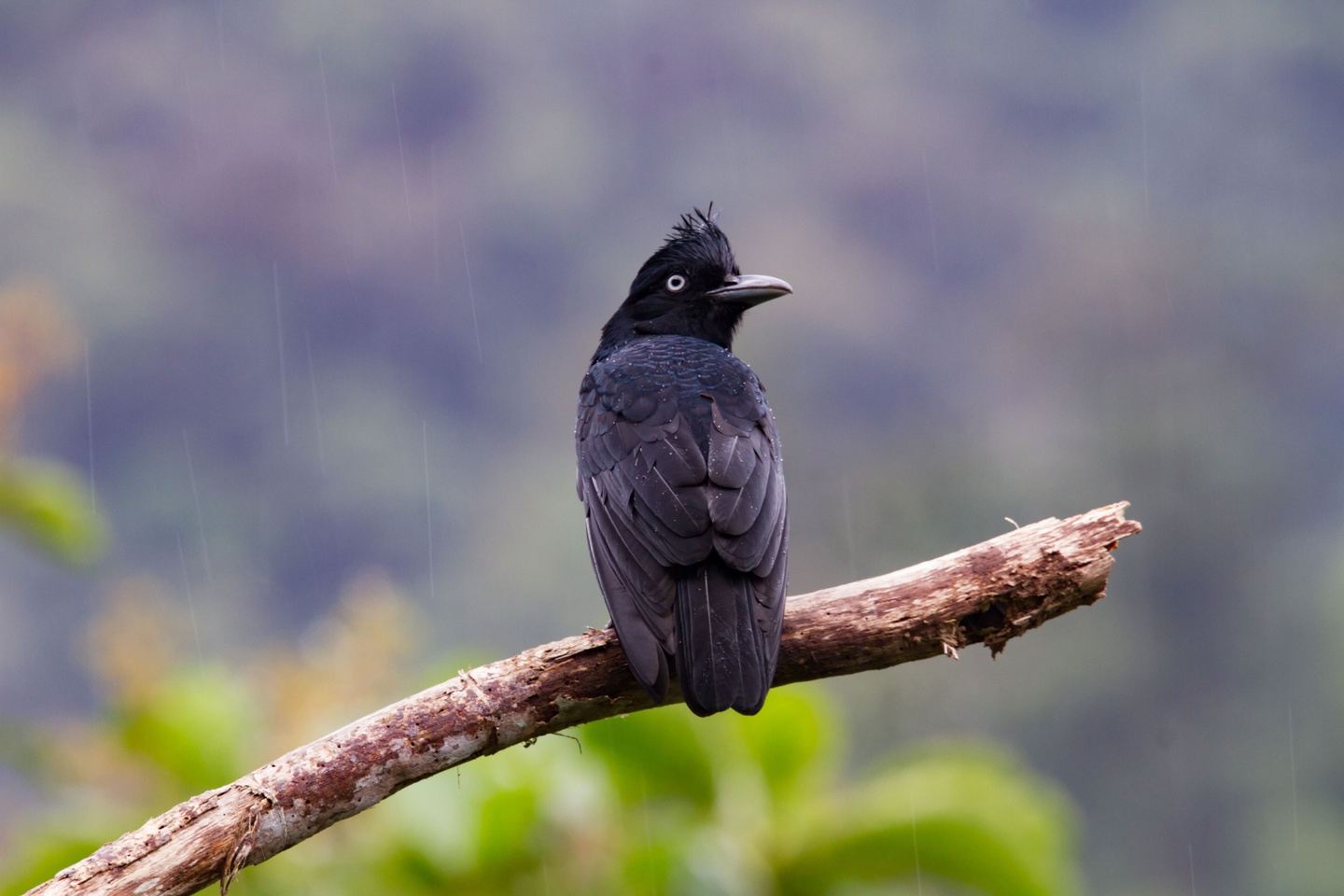 6 Day Manu Park Birding Trip - $263 DEPOSIT ($1,050 Full price)
