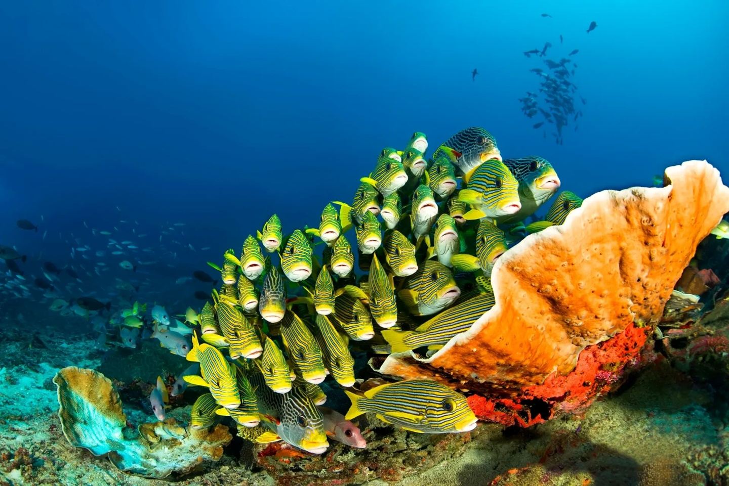 Indonesia | Raja Ampat 2027