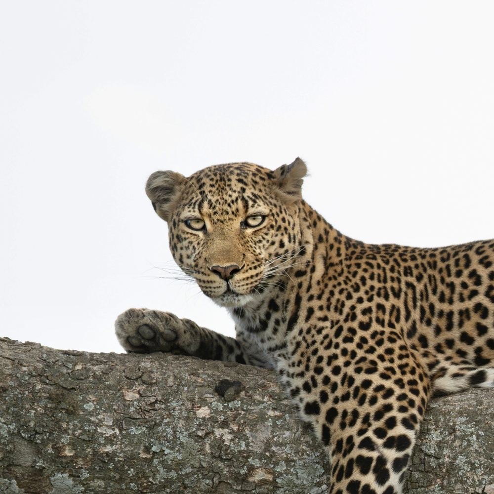Kenya Photography Tour - 8 Days