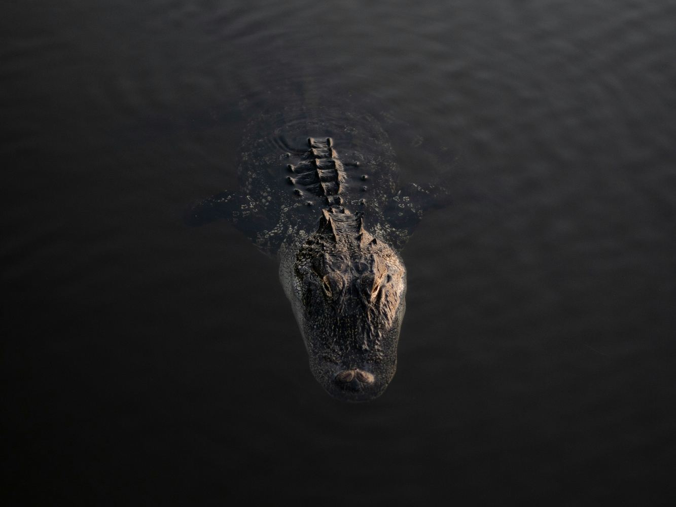 LOUISIANA ALLIGATOR HUNTING WEEKEND