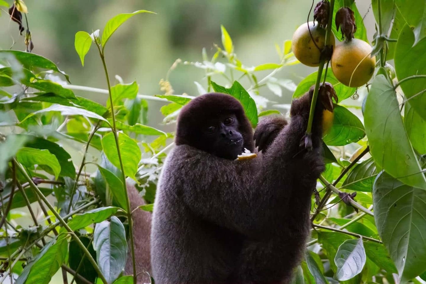 4 PRO-Day Manu Jungle Tour - $138 DEPOSIT!
