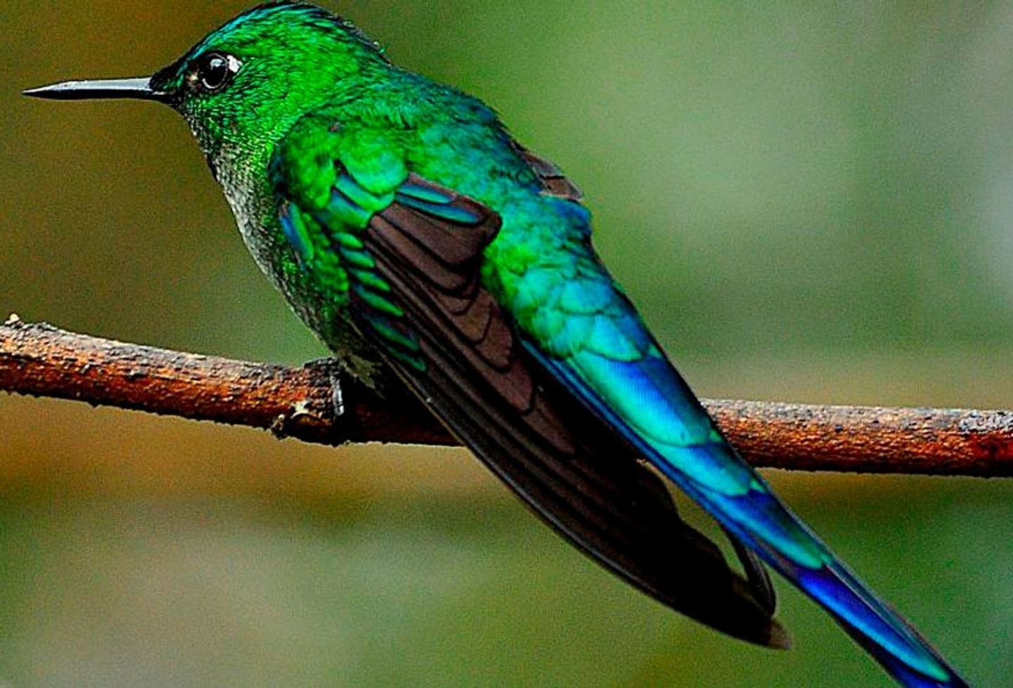 Birding in the Andes and Amazon 10 D/ 9 N