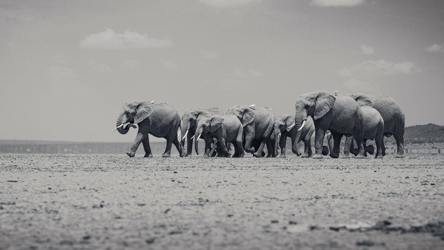 Kenya - Elephants and big cats