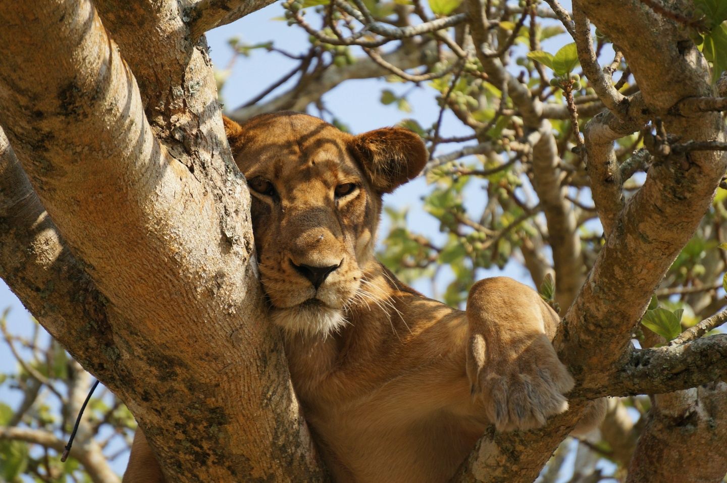 6 Days Uganda Safari