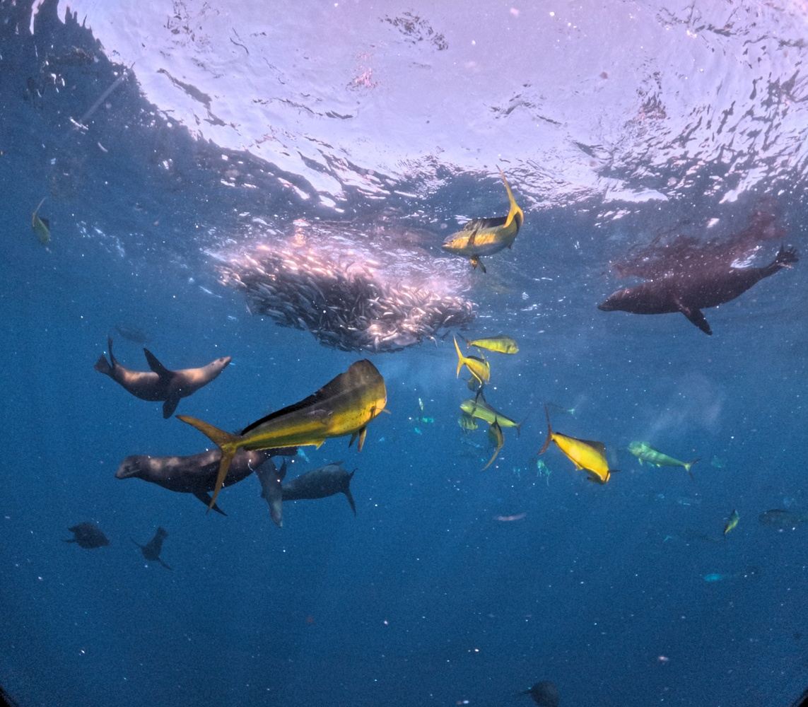 Sardine Run Daytrip