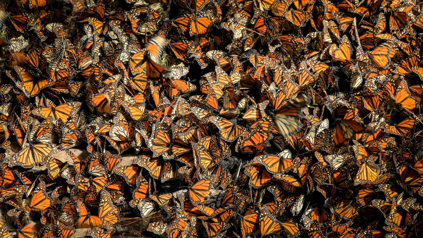 Kaleidoscope's Monarch Migration 2025 Group 1