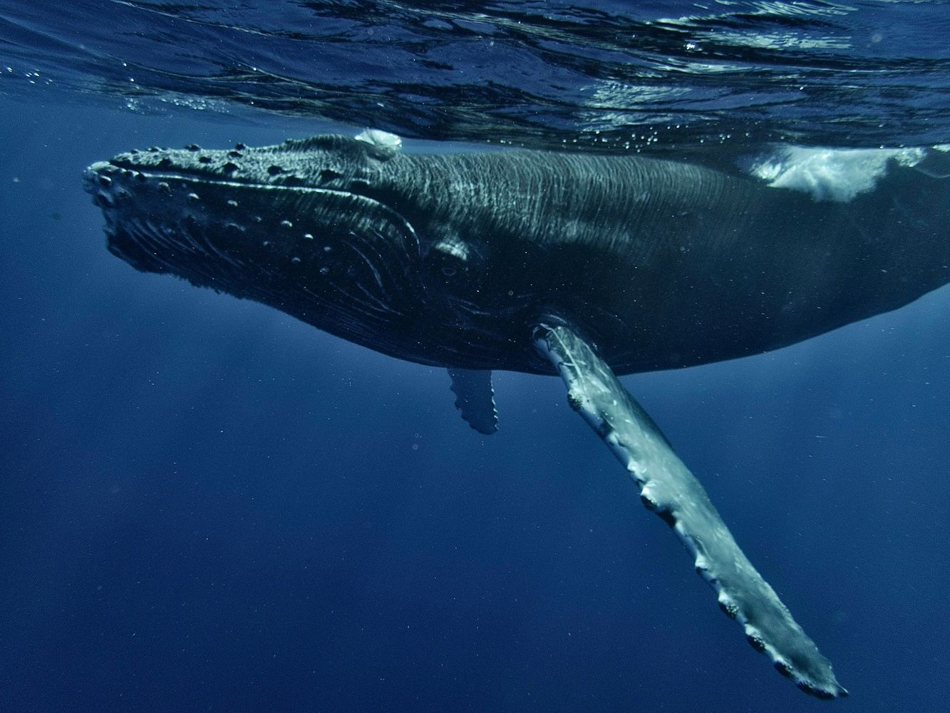 Tonga Swim with Humpback Whales 11th - 17th september